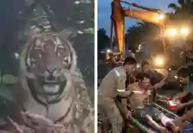 Harimau Sumatra Serang Pekerja Pembuat Kanal di Siak, Korban Alami Luka Serius