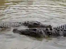 Buaya Tiga Meter Teror Warga Tembilahan, Tim DPKP Inhil Sisir Aliran Sungai