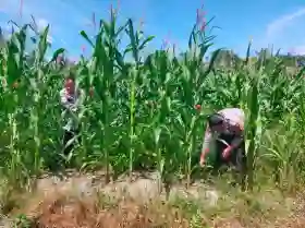  Polsek Tanah Putih Intensifkan Perawatan Jagung Ketahanan Pangan, Dukung Asta Cita Menuju Panen Optimal