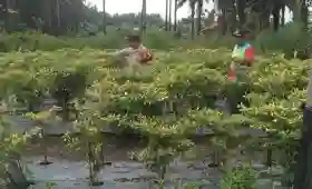  Dampingi Petani Cek Kebun Pekarangan Bergizi, Polsek Ukui Dukung Ketahanan Pangan