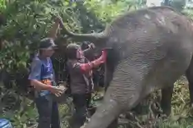 Setahun Pasca Dirawat, Gajah Sumatera Berusia 60 Tahun di Tesso Nilo Kembali Aktif