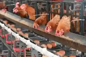 Tak Perlu Lahan Luas, ASN di Riau Bisa Dulang Cuan dari 10 Ekor Ayam Petelur