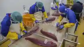 Indonesia Perluas Pasar Global, Ekspor Perdana Tuna Loin Maluku Tembus Thailand