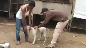 7 Warga Riau Meninggal akibat Rabies, Pemilik Hewan Diminta Jangan Tunda Vaksinasi  