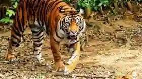 Konflik Harimau Sumatera dan Warga di Riau Meningkat, Ini Pesan Sekda Syahrial Abdi
