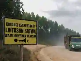 BBKSDA Pastikan Tidak Ada Indikasi Perburuan pada Kasus Tapir di Kuansing