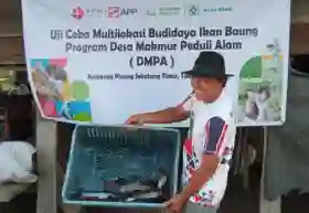 Alex Sapirman Kini Kelola 7 Kolam Nila-Gurami dan Baung Beromzet 10 Ton Hingga Kompos Ber-SNI di Siak