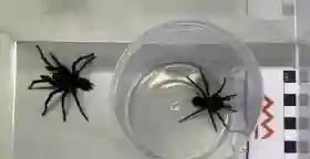 Asal-usul Laba-laba dan Kalajengking Ternyata dari Lautan