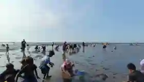 Unik! Warga Probolinggo Rayakan HUT RI dengan Lomba Cari Kerang