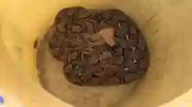 Ular Piton 3 Meter di Atap Kantin SD Surabaya Bikin Heboh