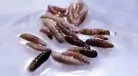 Kasus Pertama Parasit Ulat Pemakan Daging pada Manusia Terdeteksi di AS