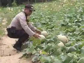  Ketahanan Pangan Nasional, Polsek Ukui Monitoring Budidaya Melon Milik BUMDes Desa Air Emas
