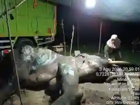 Jovi, Gajah Andalan Mitigasi Konflik di Riau Mati