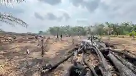 Gara-gara Usir Nyamuk, Seorang Pensiunan Bakar Lahan  Dan Hanguskan Kebun Sawit di Inhu