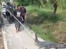  Geger ! Buaya Muara di Desa Sungai Undan Naik ke Darat dan Serang Warga