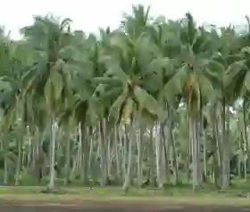 Produktivitas Petani Digenjot, Riau Fokuskan Peremajaan Kelapa di 3 Kabupaten