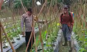  Bhabinkamtibmas di Ukui Pelalawan Dampingi Petani dalam Kegiatan Ketahanan Pangan