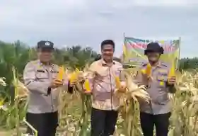 Polsek Batu Hampar Gelar Panen Raya Jagung Serentak Dukung Program Ketahan Pangan Nasional