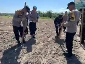 Polres Dumai Dukung Swasembada Pangan dengan Penanaman Jagung Pipil di Bukit Kapur