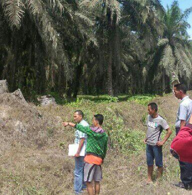 Diduga Kesetrum, Penunas Sawit di Perkebunan Rantau Kasai PT. Torganda Ditemukan Tewas | Peristiwa, 