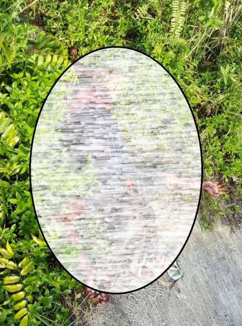 Niat Cari Joran Pancing, Warga Pekanbaru ini Malah Temukan Mayat | Peristiwa, 