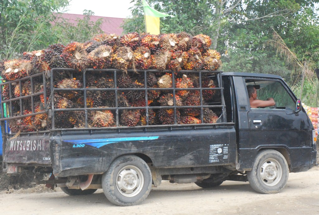 Harga sawit dan karet anjlok, petani di Riau malas panen | Peristiwa,