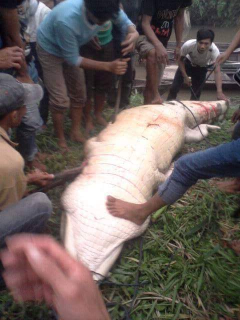 Warga Pasar Kembang Heboh  Kedatangan Buaya Sepanjang 3 Meter | Peristiwa, 