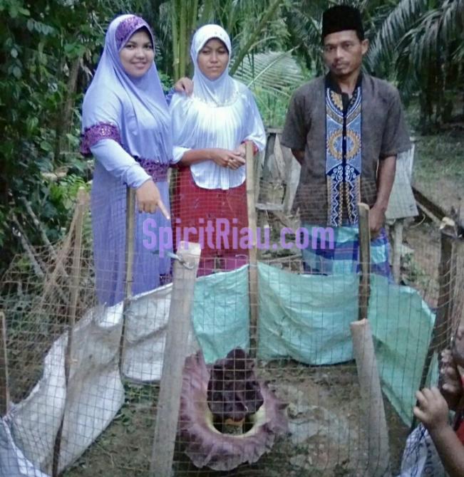 Bunga Bangkai Tumbuh Subur di Bukit Jaya, Ukui | Peristiwa, Bunga Bangkai, Ukui, 
