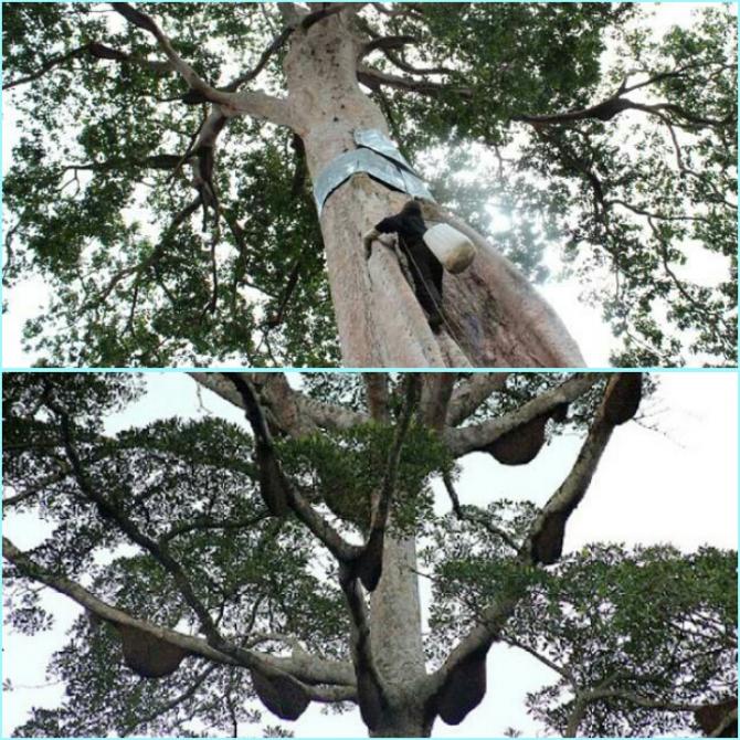 Ekspansi Perusahaan Penyebab Madu Lebah Menghilang | Peristiwa, 