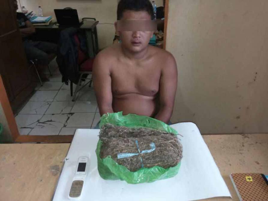 Nyanyian TB, Bawa Satnarkoba Polres Rohul Ciduk DH dengan 1 Kg Ganja | Polres Rokan Hulu,