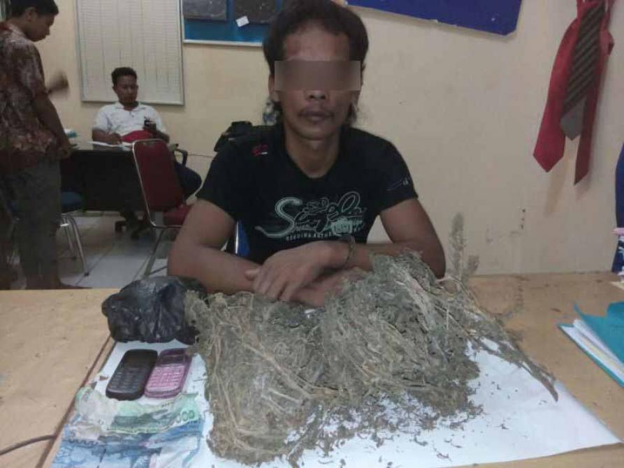 Polres Rohul Tangkap Pengedar 1/2 Kg Ganja | Polres Rokan Hulu,